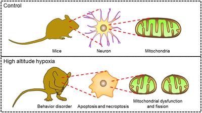 High-altitude cerebral hypoxia promotes mitochondrial dysfunction and apoptosis of mouse neurons